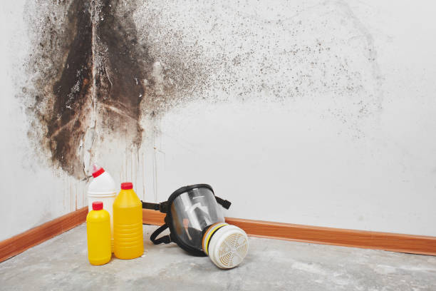 Best Attic Mold Remediation in Los Luceros, NM
