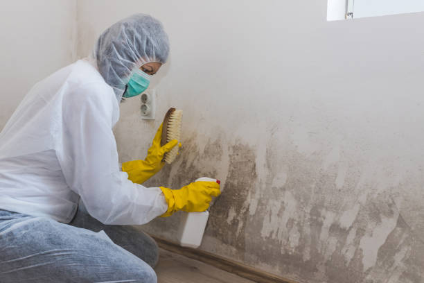 Best Crawl Space Mold Remediation in Los Luceros, NM