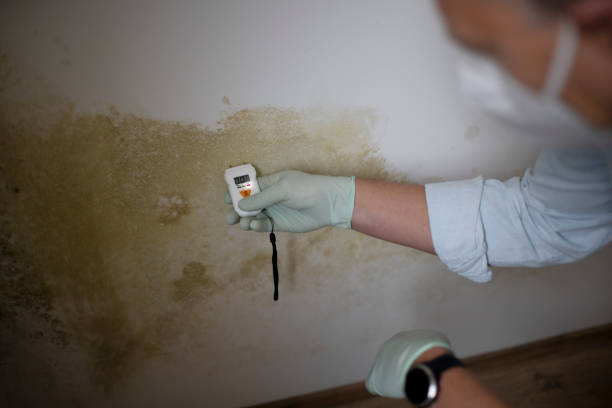 Best Mold Remediation for Schools in Los Luceros, NM