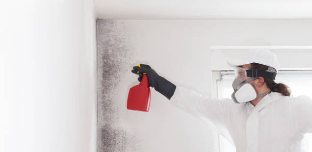 Best Post-Flood Mold Remediation in Los Luceros, NM