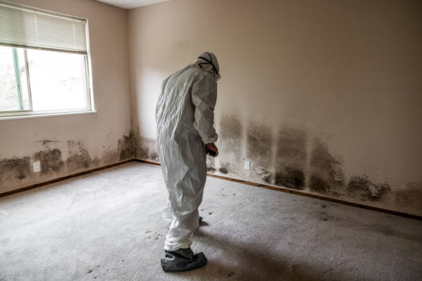 Best DIY Mold Remediation Support Services in Los Luceros, NM