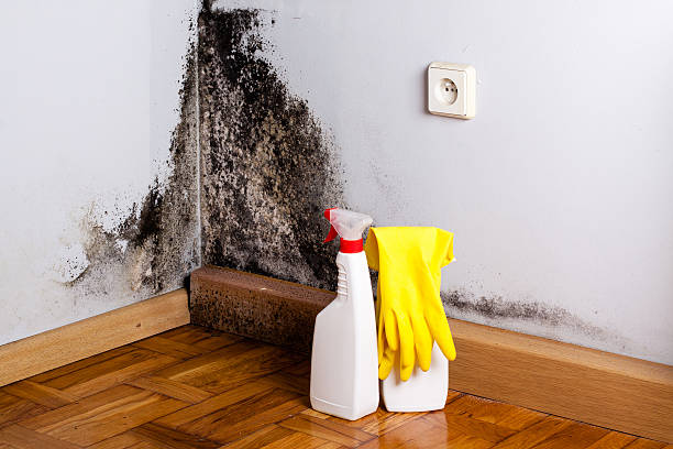 Best Bathroom Mold Remediation in Los Luceros, NM