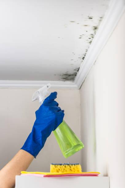 Best Insurance-Related Mold Remediation in Los Luceros, NM
