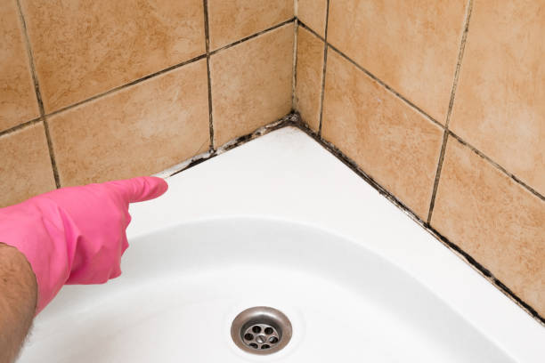 Best White Mold Remediation in Los Luceros, NM